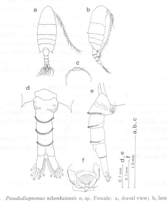 Image of Pseudodiaptomus nihonkaiensis Hirakawa 1983