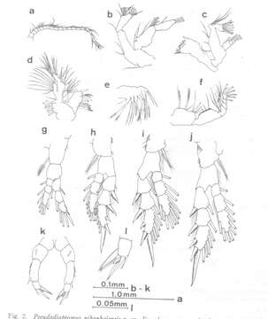 Image of Pseudodiaptomus nihonkaiensis Hirakawa 1983