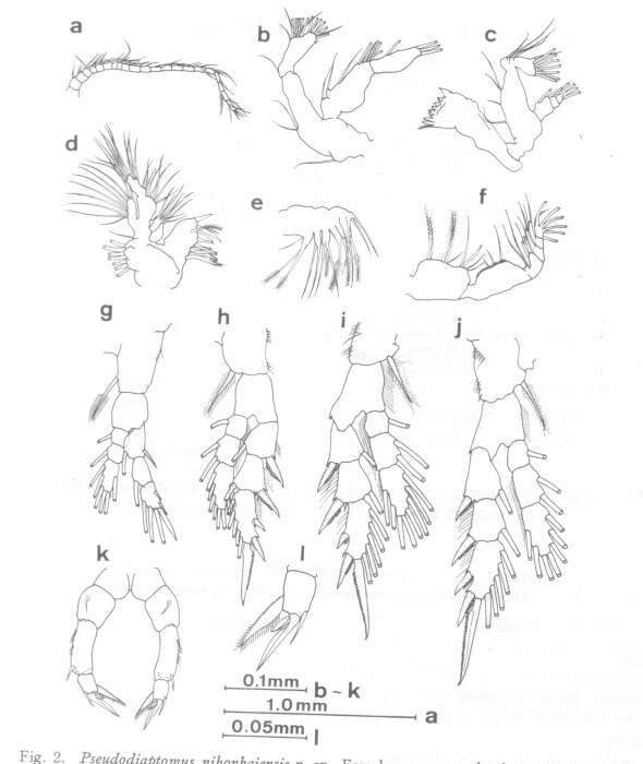 Image of Pseudodiaptomus nihonkaiensis Hirakawa 1983