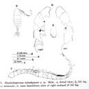 صورة Pseudodiaptomus nihonkaiensis Hirakawa 1983