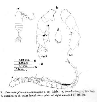 Image of Pseudodiaptomus nihonkaiensis Hirakawa 1983