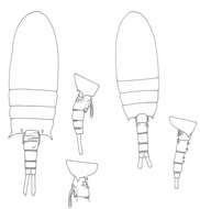 Image of Pseudodiaptomus occidentalus Walter 1987