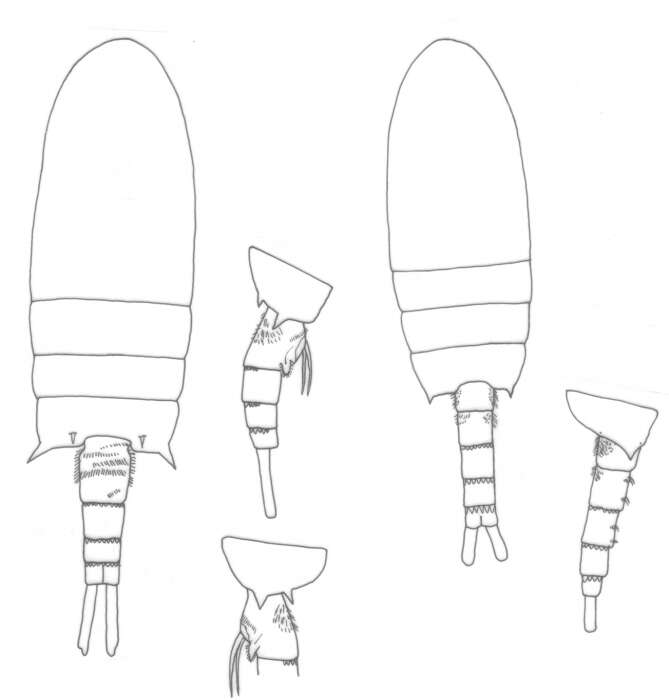 Image of Pseudodiaptomus occidentalus Walter 1987