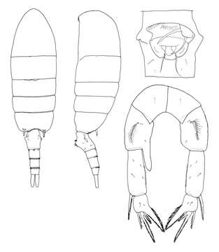 Image of Pseudodiaptomus ornatus (Rose 1957)