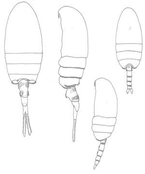 Image of Pseudodiaptomus panamensis Walter 1989