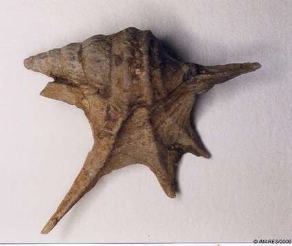 Image of Mediterranean pelican's foot