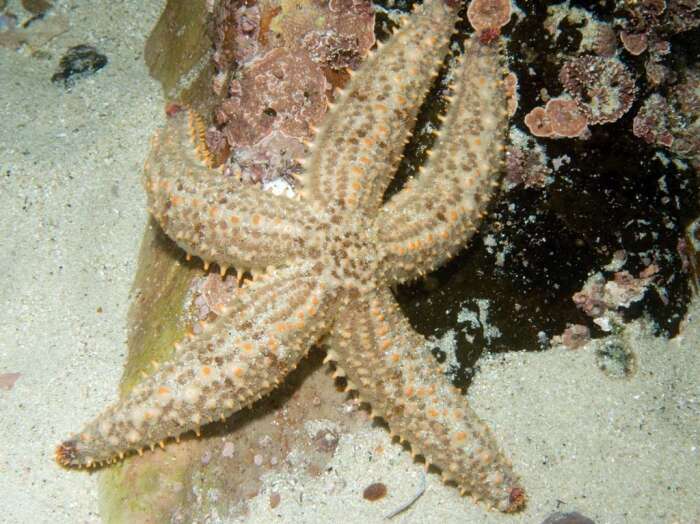 Image of "Starfish, brittle stars, and basket stars"