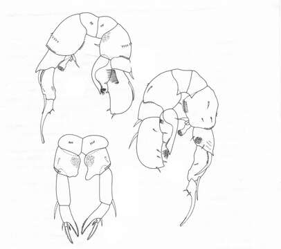 Image of Pseudodiaptomus pankajus Madhupratap & Haridas 1992