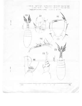 Image of Pseudodiaptomus trihamatus Wright S. 1937