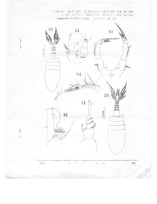 Image of Pseudodiaptomus trihamatus Wright S. 1937
