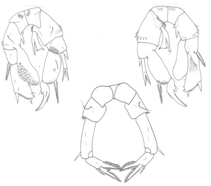 Image of Pseudodiaptomus philippinensis Walter 1986