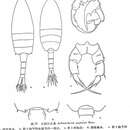 Image of Pseudodiaptomus poplesia (Shen 1955)