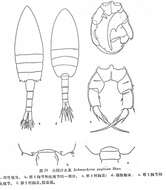 Plancia ëd Pseudodiaptomus poplesia (Shen 1955)