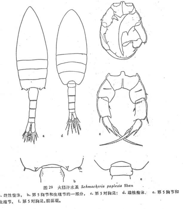 Image of Pseudodiaptomus poplesia (Shen 1955)
