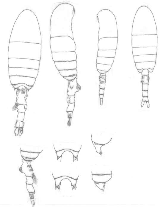 Image of Pseudodiaptomus richardi (Dahl F. 1894)