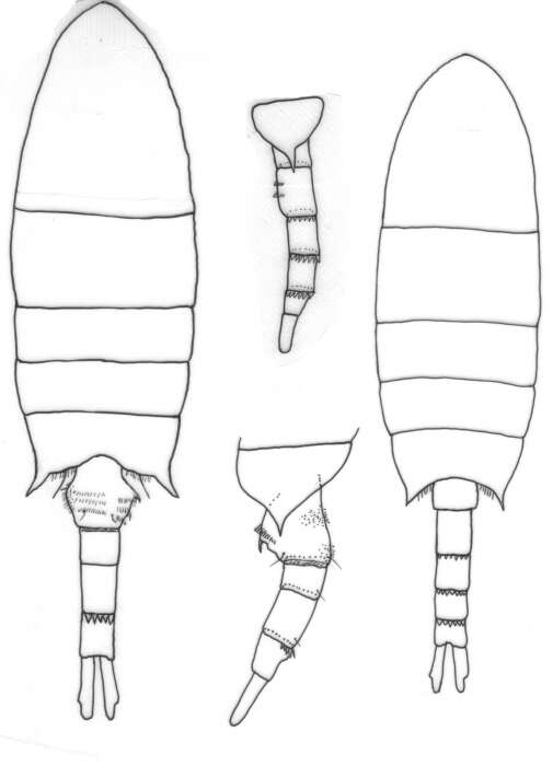 Image of Pseudodiaptomus salinus (Giesbrecht 1896)
