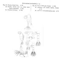 Image of Pseudodiaptomus serricaudatus (Scott T. 1894)