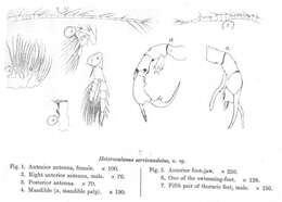 Image of Pseudodiaptomus serricaudatus (Scott T. 1894)