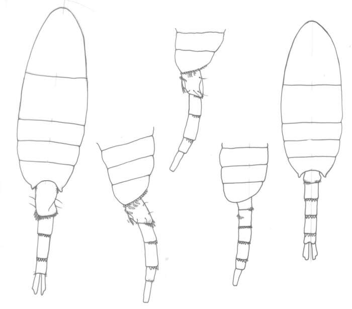 Image of Pseudodiaptomus serricaudatus (Scott T. 1894)