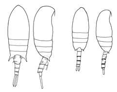 Image of Pseudodiaptomus sewelli Walter 1984