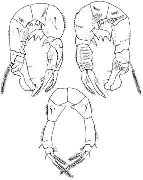 Image of Pseudodiaptomus sewelli Walter 1984