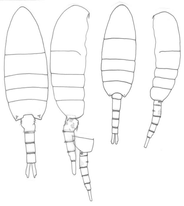 Image of Pseudodiaptomus stuhlmanni (Poppe & Mrázek 1895)