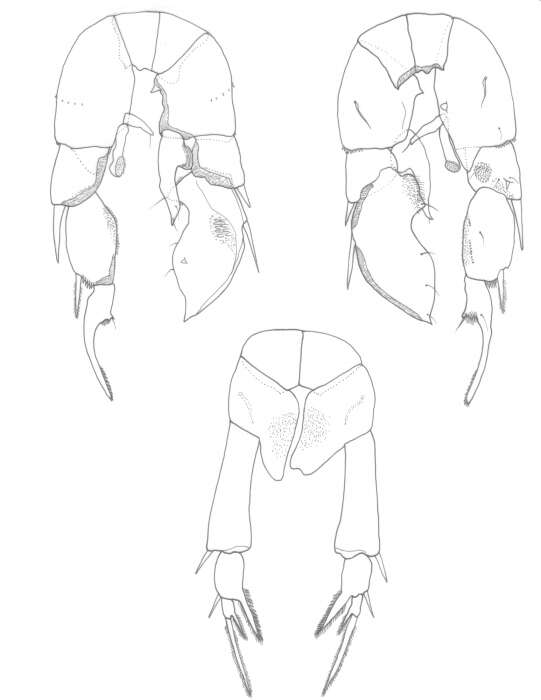 Слика од Pseudodiaptomus stuhlmanni (Poppe & Mrázek 1895)