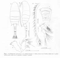 Image of Pseudodiaptomus sulawesiensis Nishida & Rumengan 2005