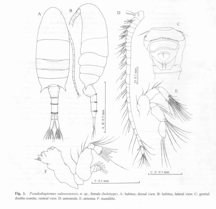 Image of Pseudodiaptomus sulawesiensis Nishida & Rumengan 2005
