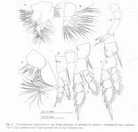 Image of Pseudodiaptomus sulawesiensis Nishida & Rumengan 2005