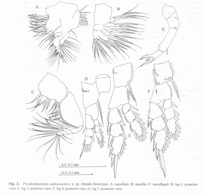 Image of Pseudodiaptomus sulawesiensis Nishida & Rumengan 2005