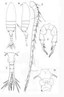 Image of Pseudodiaptomus terazakii Walter, Ohtsuka & Castillo 2006