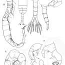 Image of Pseudodiaptomus terazakii Walter, Ohtsuka & Castillo 2006