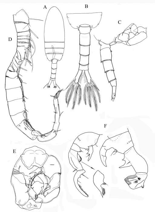 Image of Pseudodiaptomus terazakii Walter, Ohtsuka & Castillo 2006