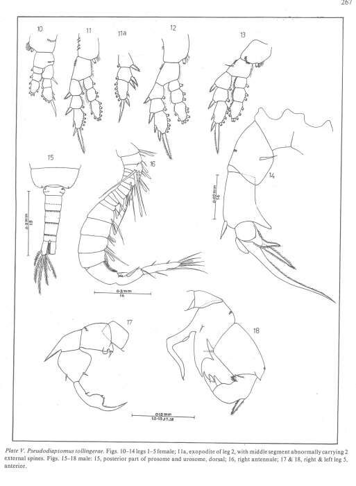 Image of Pseudodiaptomus tollingerae Sewell 1919