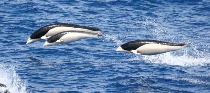 Image of Right whale dolphin