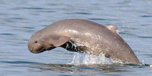 Image of Snubfin Dolphins