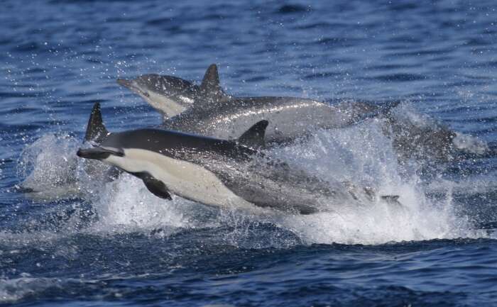 Image of Atlantic Dolphin