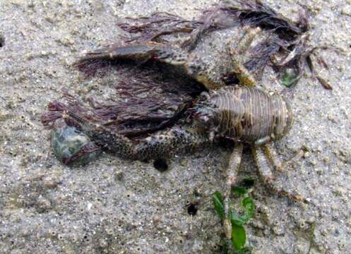 Image of Leach's squat lobster