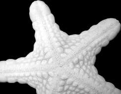 Image of Pentagonaster duebeni Gray 1847