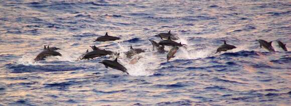 Image of Long-beaked Dolphin