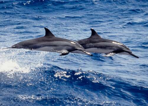 Image of Long-beaked Dolphin