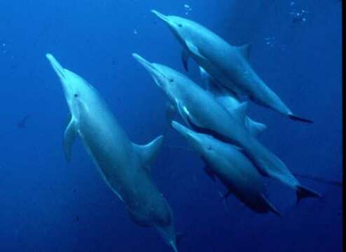 Image of Long-beaked Dolphin