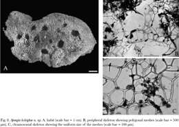 Image de Spongia (Spongia) lesleighae Helmy, El Serehy, Mohamed & van Soest 2004