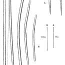 Image of Didiscus verdensis Hiemstra & van Soest 1991