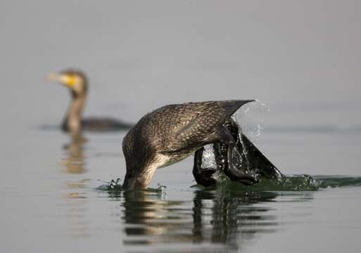 Image of Black Shag