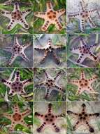 Image of chocolate chip sea star