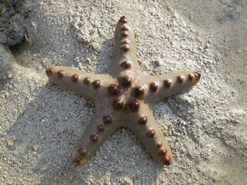 Image of chocolate chip sea star