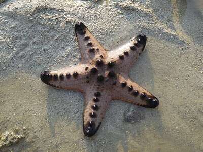 Image of chocolate chip sea star