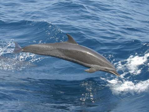 Image of Bridled Dolphin